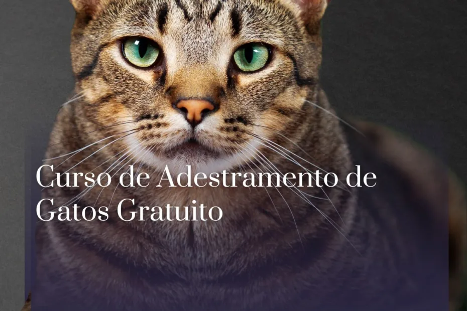 Curso de Adestramento de Gatos Gratuito